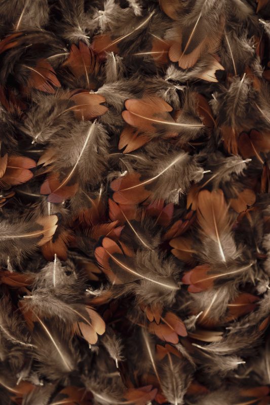 PLUMES d'oiseaux sauvages, plumasserie, plumassier, artiste contemporain